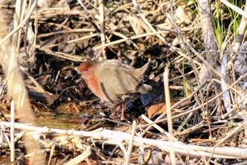 Ruddy-breasted Crake 21世紀の森と広場(千葉県松戸市) Sun, 3/3/2024