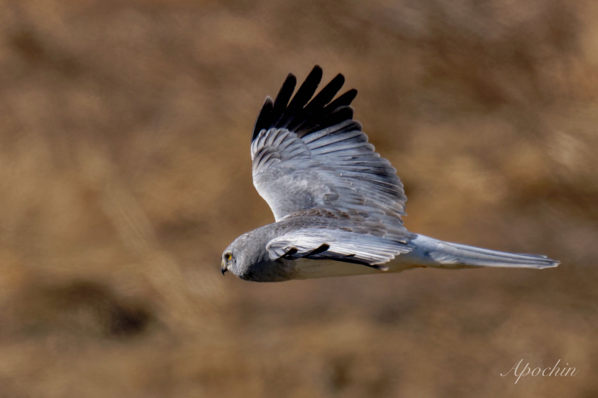 Photo of Hen Harrier at 利根川 by アポちん