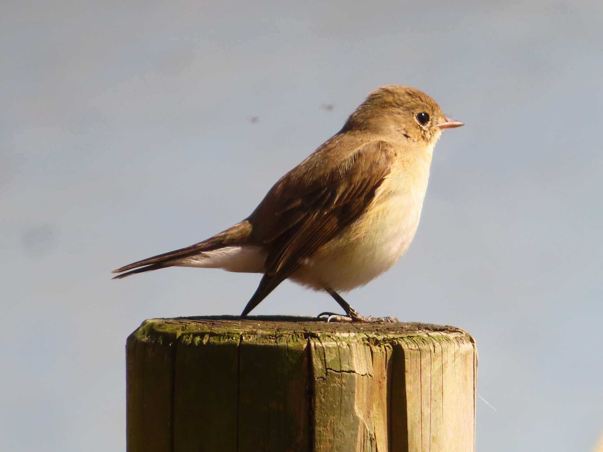 Red-breasted Flycatcher