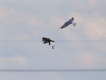 Osprey 霞ヶ浦 Sat, 2/17/2024