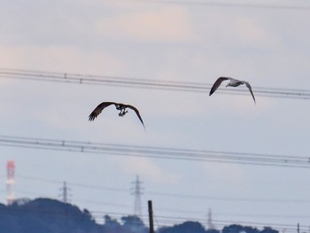 2024年2月17日(土) 霞ヶ浦の野鳥観察記録