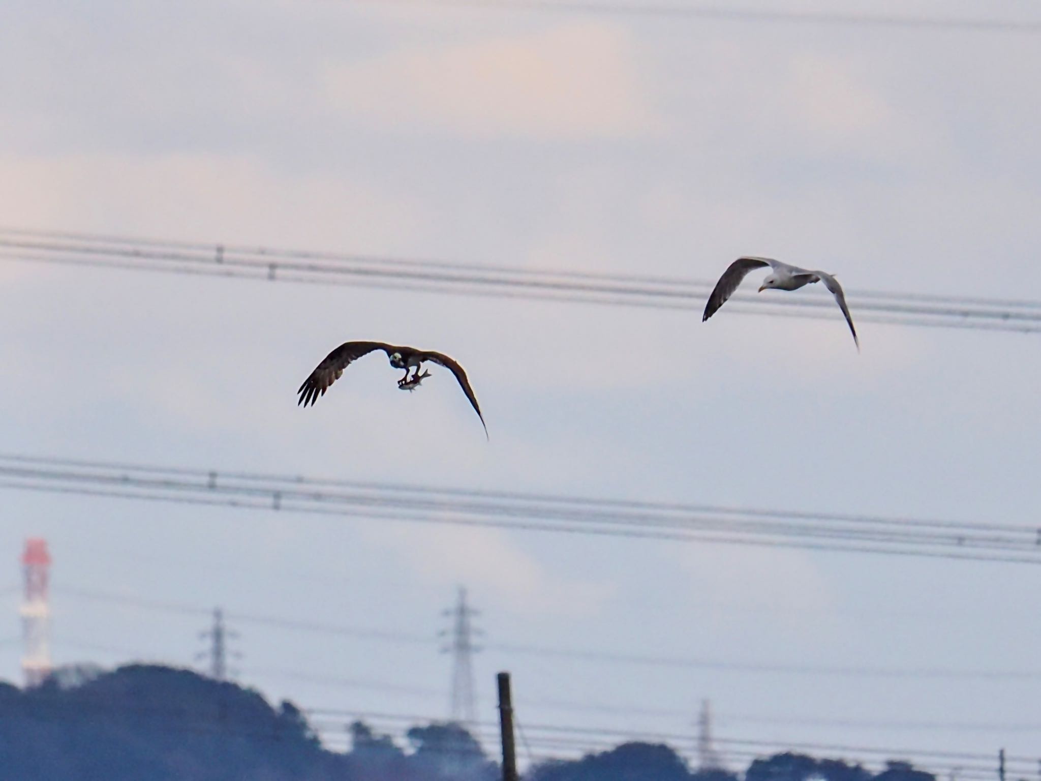 Vega Gull