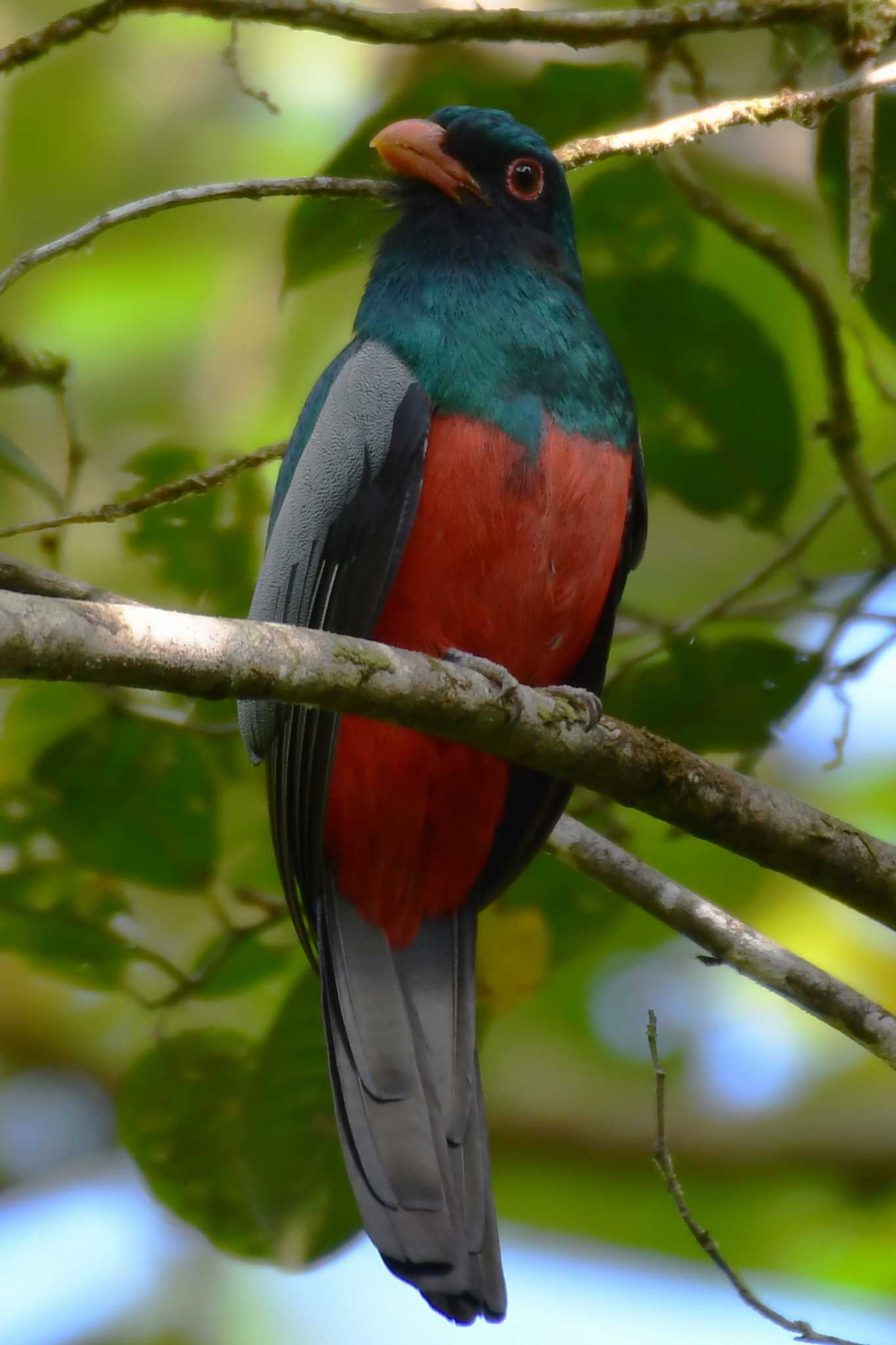 Slaty-tailed Trogon