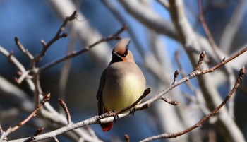 Japanese Waxwing 菊川運動公園 Sun, 3/3/2024