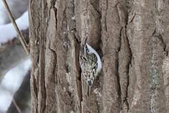 Eurasian Treecreeper Makomanai Park Tue, 3/5/2024