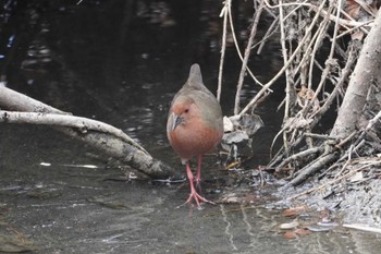 Ruddy-breasted Crake Teganuma Sun, 2/18/2024