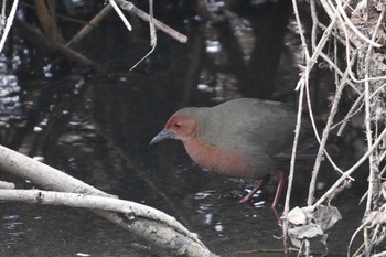 Ruddy-breasted Crake Teganuma Sun, 2/18/2024