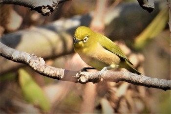 メジロ 大麻生野鳥の森公園 2018年12月4日(火)