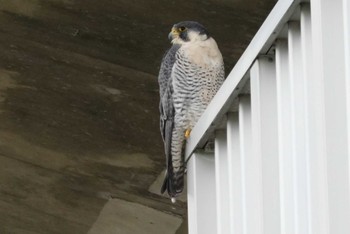 2024年3月5日(火) 多摩川の野鳥観察記録