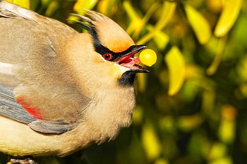 Japanese Waxwing 大室公園 Sun, 3/3/2024