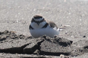 Kentish Plover Kasai Rinkai Park Mon, 3/4/2024