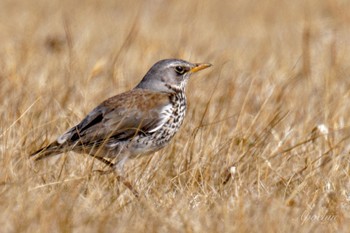 Fieldfare 利根川 Sun, 3/3/2024