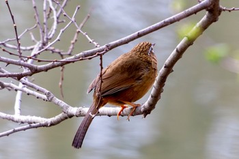 ガビチョウ さくら草公園 2024年3月5日(火)