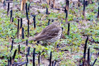 Water Pipit さくら草公園 Tue, 3/5/2024