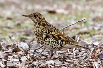 トラツグミ 秋ヶ瀬公園(ピクニックの森) 2024年3月5日(火)