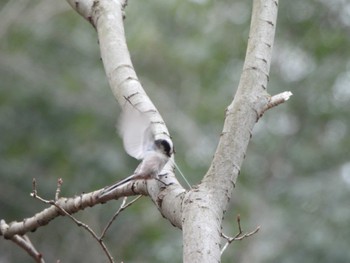 Long-tailed Tit Kitamoto Nature Observation Park Tue, 3/5/2024