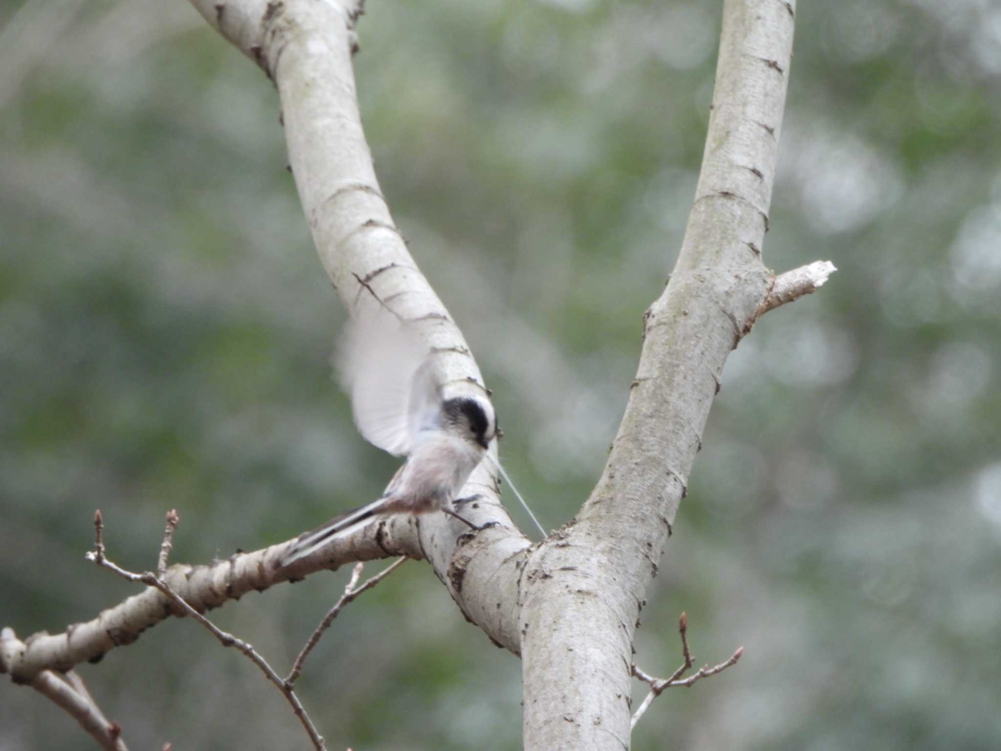Photo of Long-tailed Tit at Kitamoto Nature Observation Park by あき