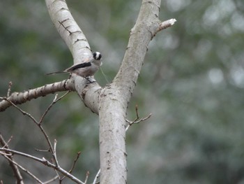 Long-tailed Tit Kitamoto Nature Observation Park Tue, 3/5/2024