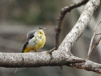 Grey Wagtail Kitamoto Nature Observation Park Tue, 3/5/2024