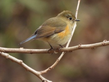 Red-flanked Bluetail Kitamoto Nature Observation Park Tue, 3/5/2024