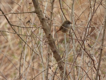 Japanese Bush Warbler Kitamoto Nature Observation Park Tue, 3/5/2024