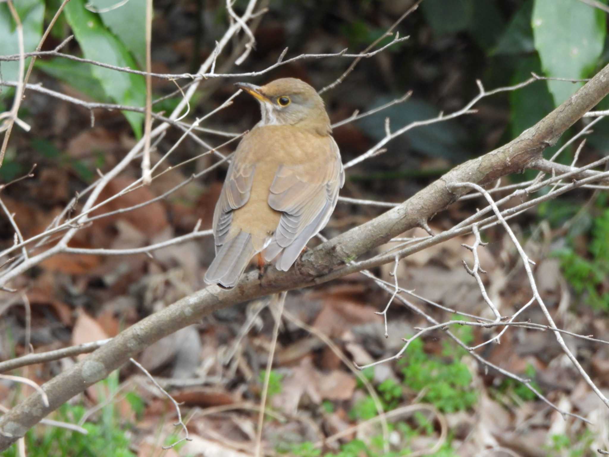 Photo of Pale Thrush at Kitamoto Nature Observation Park by あき