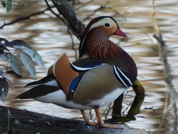 Mandarin Duck 見沼自然公園 Tue, 2/20/2024