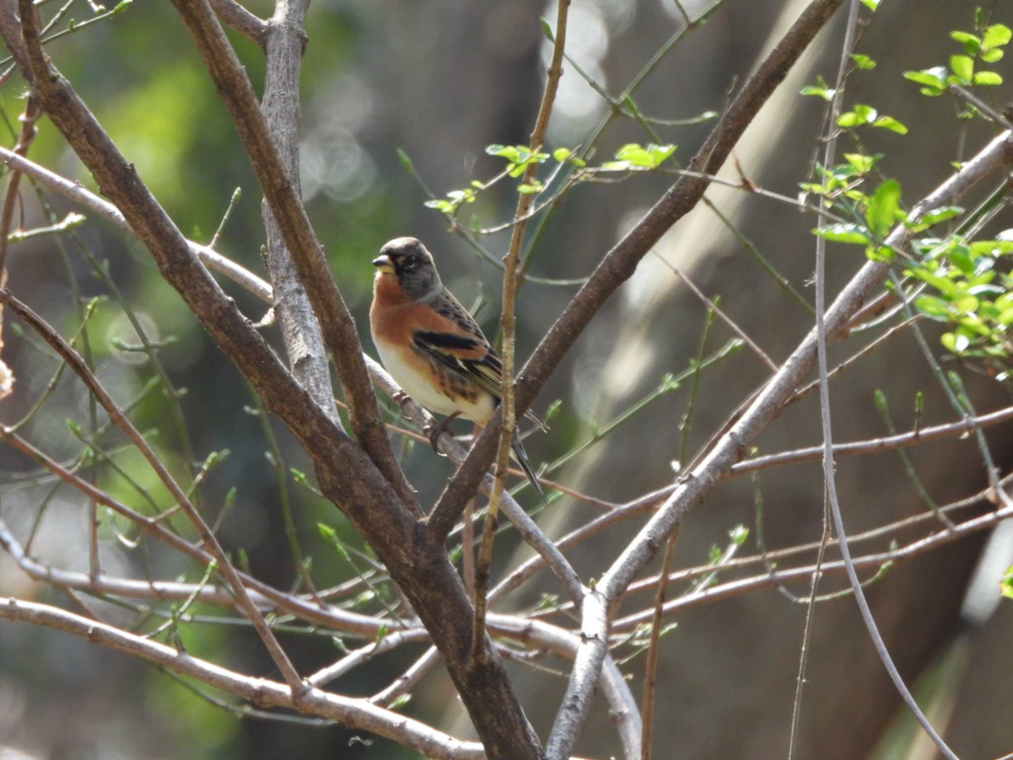 Photo of Brambling at 見沼自然公園 by あき