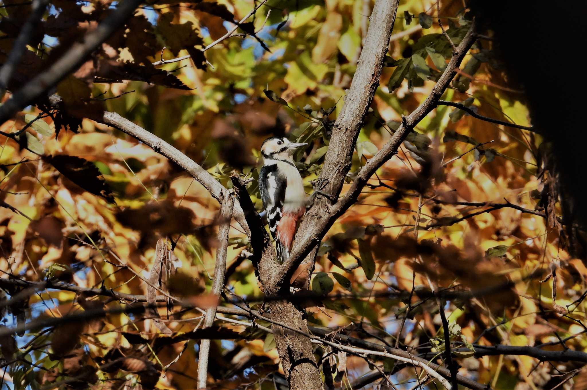 大麻生野鳥の森公園 アカゲラの写真 by merumumu