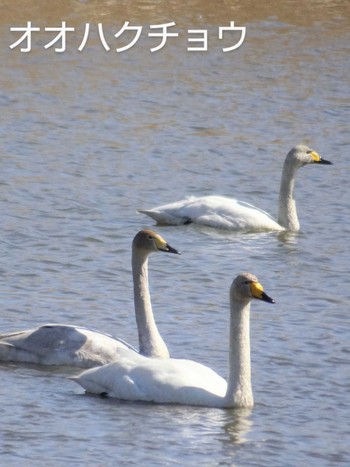 Whooper Swan 多々良沼 Unknown Date