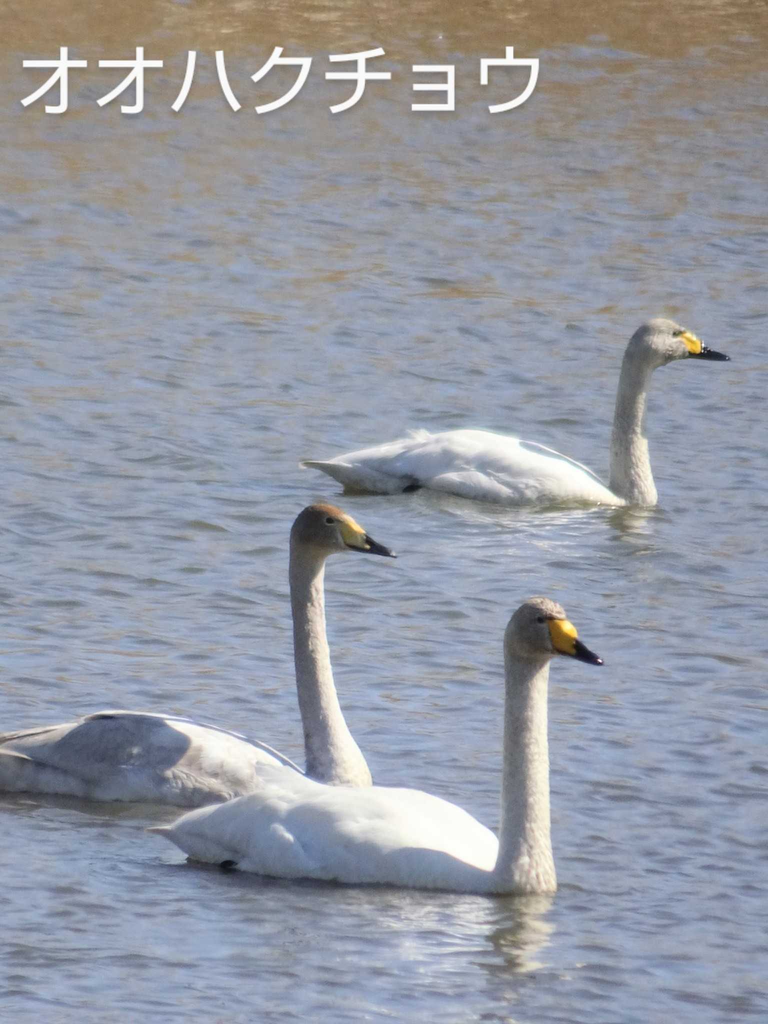 Photo of Whooper Swan at 多々良沼 by potyako