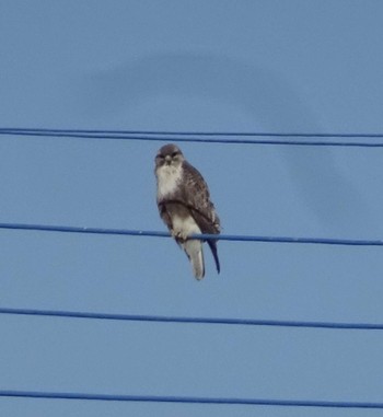 Eastern Buzzard Unknown Spots Sun, 3/3/2024