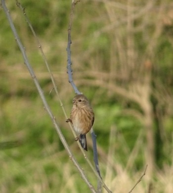 Siberian Long-tailed Rosefinch Watarase Yusuichi (Wetland) Sun, 3/3/2024