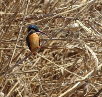 Common Kingfisher 多々良沼公園 Sun, 3/3/2024