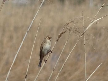 オオジュリン 多々良沼公園 2024年3月3日(日)