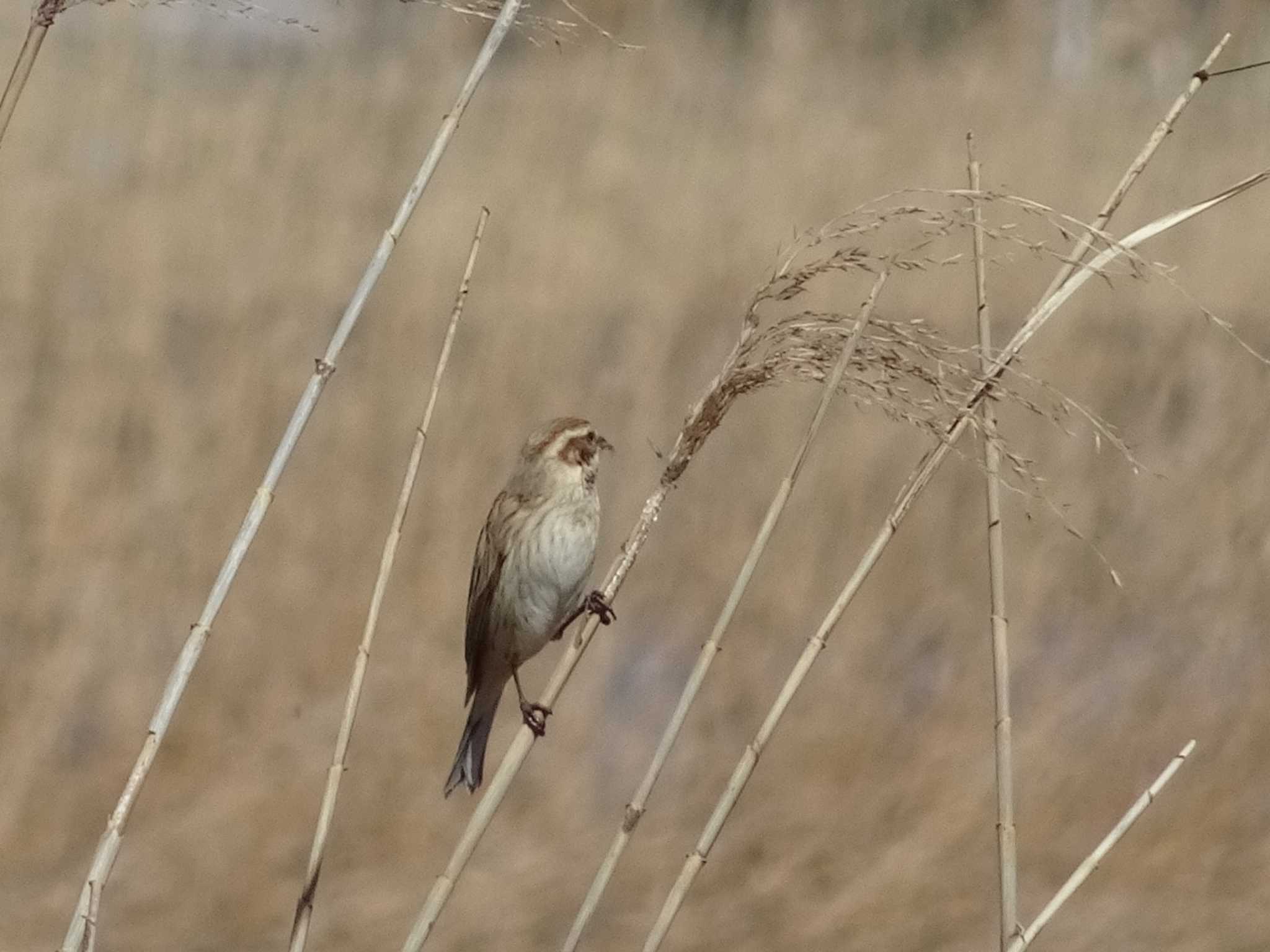 Photo of Common Reed Bunting at 多々良沼公園 by potyako