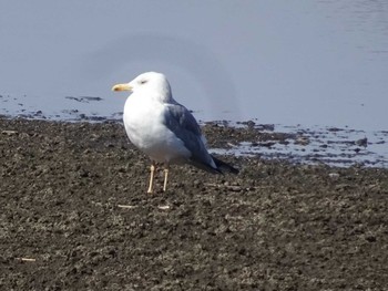 Vega Gull 多々良沼 Sun, 3/3/2024