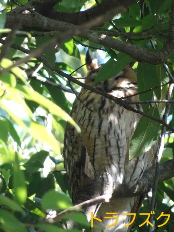 Long-eared Owl Watarase Yusuichi (Wetland) Sun, 3/3/2024