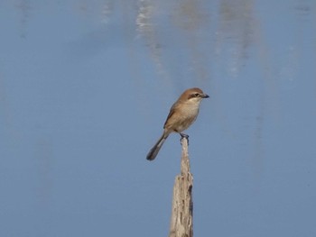 Bull-headed Shrike 多々良沼公園 Sun, 3/3/2024