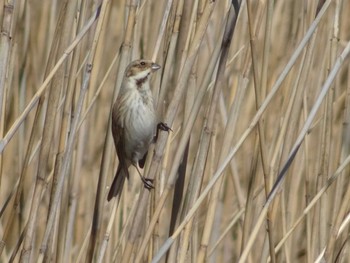 Common Reed Bunting 多々良沼公園 Sun, 3/3/2024