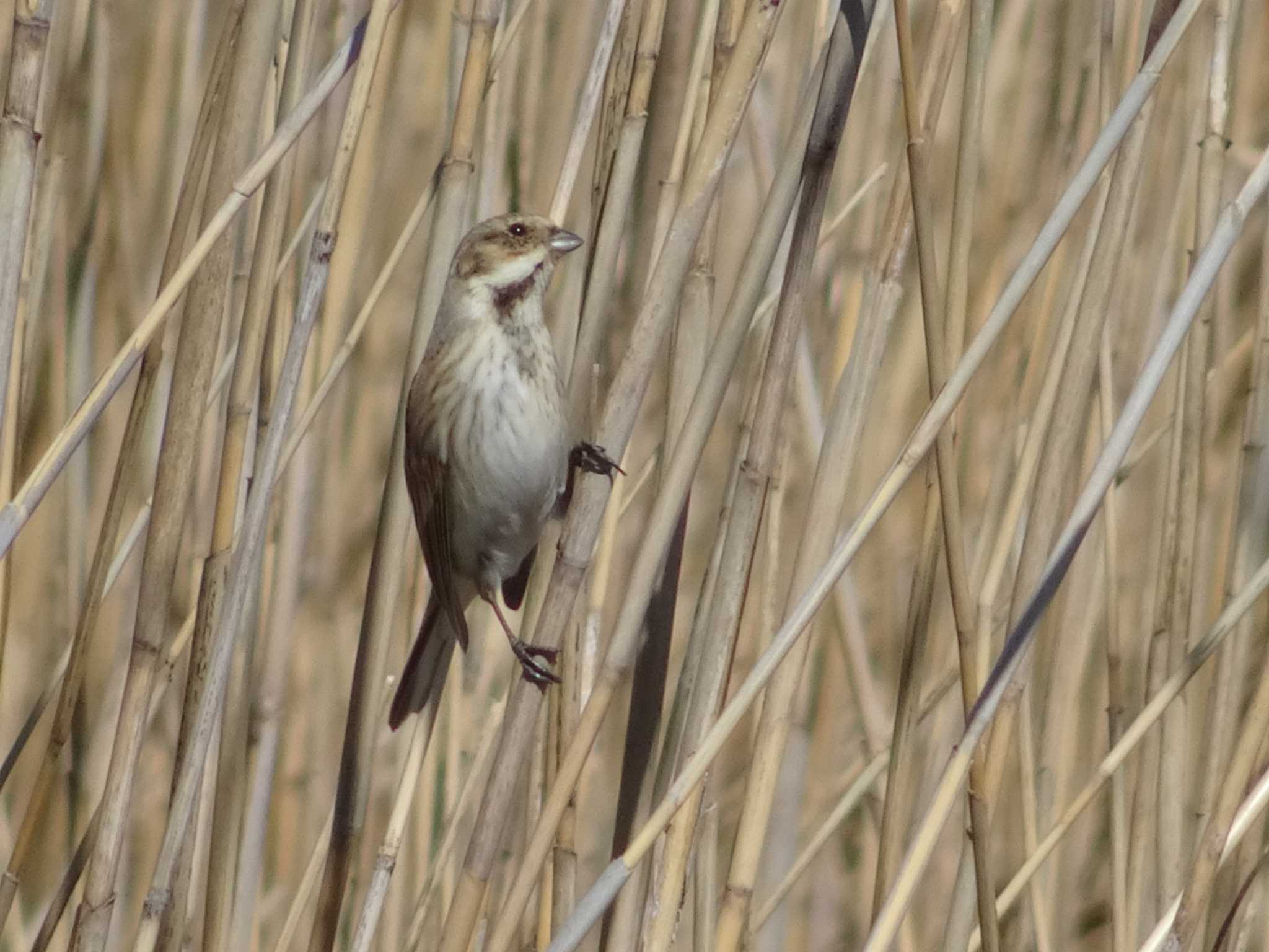 Photo of Common Reed Bunting at 多々良沼公園 by potyako