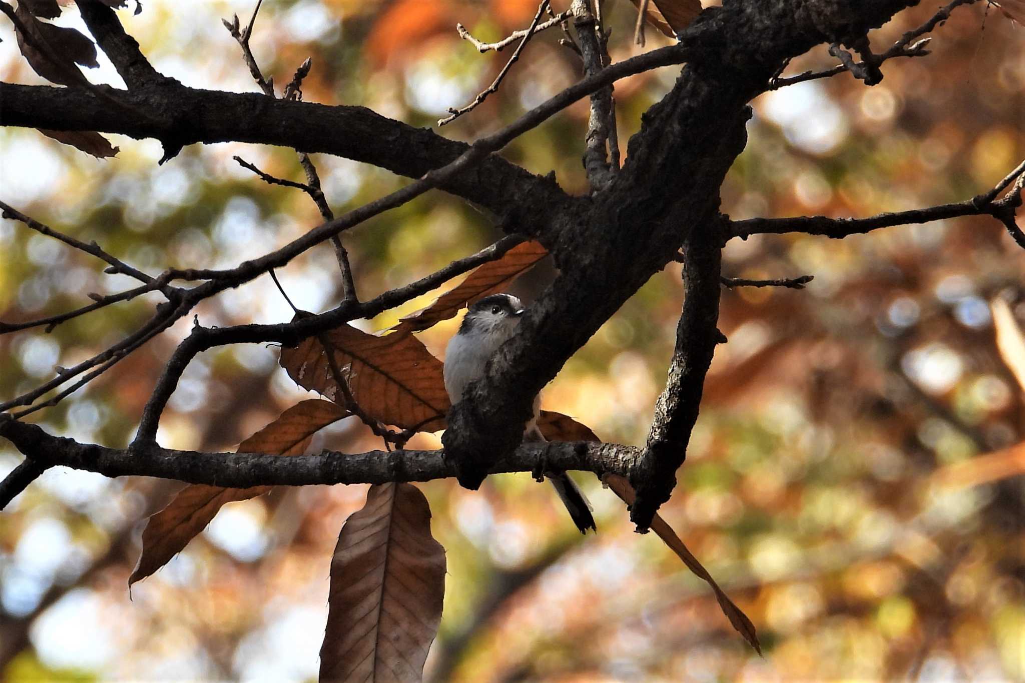 大麻生野鳥の森公園 エナガの写真 by merumumu