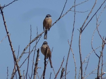 Meadow Bunting 多々良沼公園 Sun, 3/3/2024