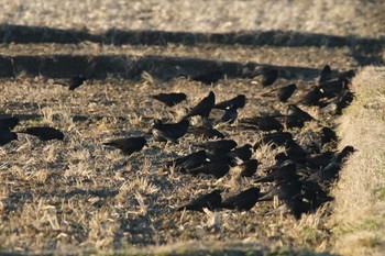 Rook 群馬県 Tue, 2/27/2024