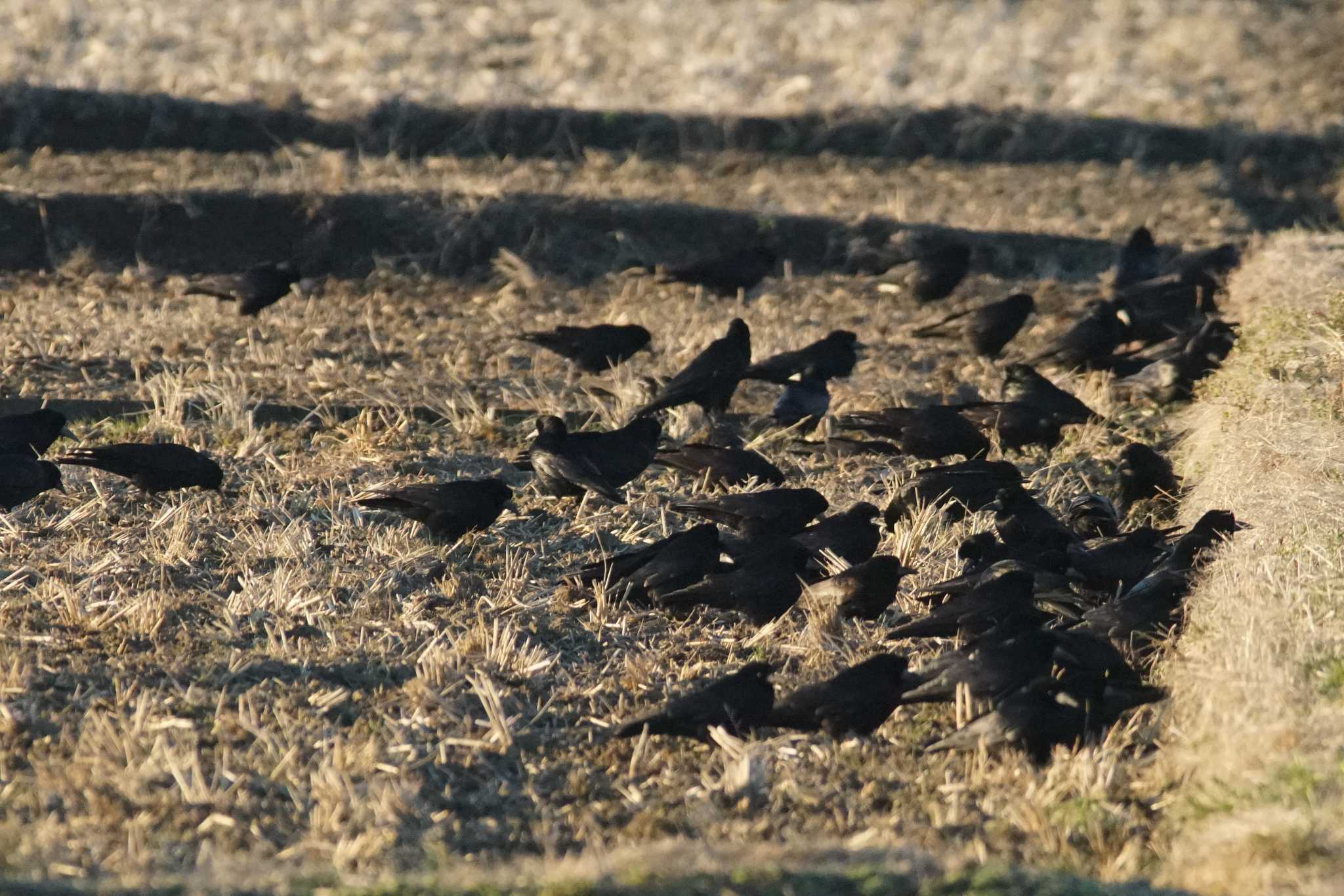 Photo of Rook at 群馬県 by bea