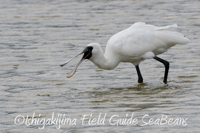 Black-faced Spoonbill