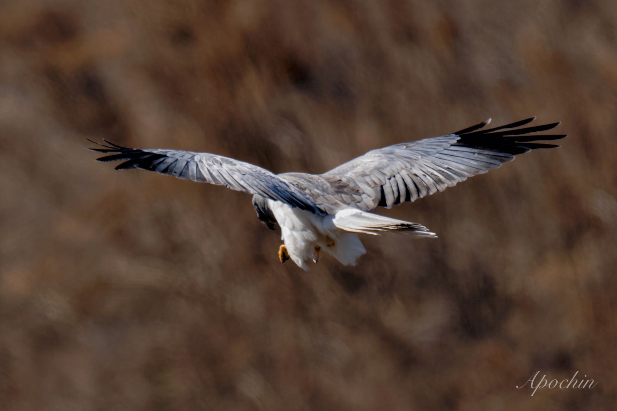 Photo of Hen Harrier at 利根川 by アポちん