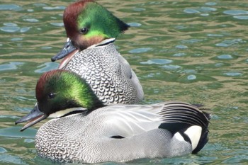 Falcated Duck 岡山金光町 Mon, 3/4/2024