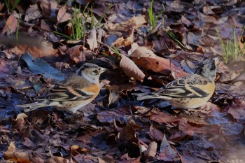 Brambling 大室公園 Sat, 3/2/2024