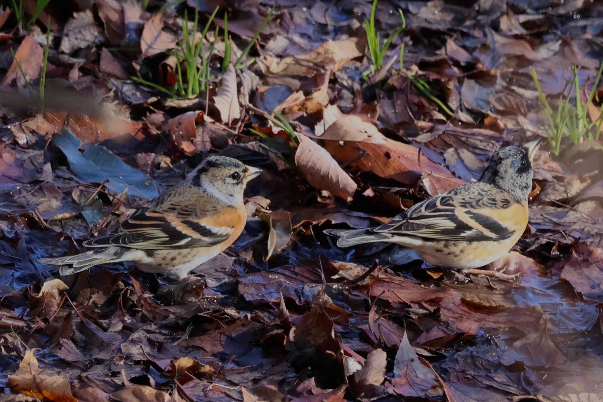 Photo of Brambling at 大室公園 by カバ山PE太郎